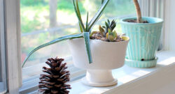 Windows-Interior Finishes